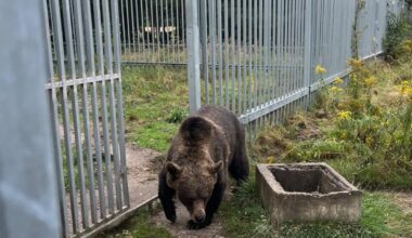Tyle pędził w terenie zabudowanym. "Mam dobry samochód, to jadę"