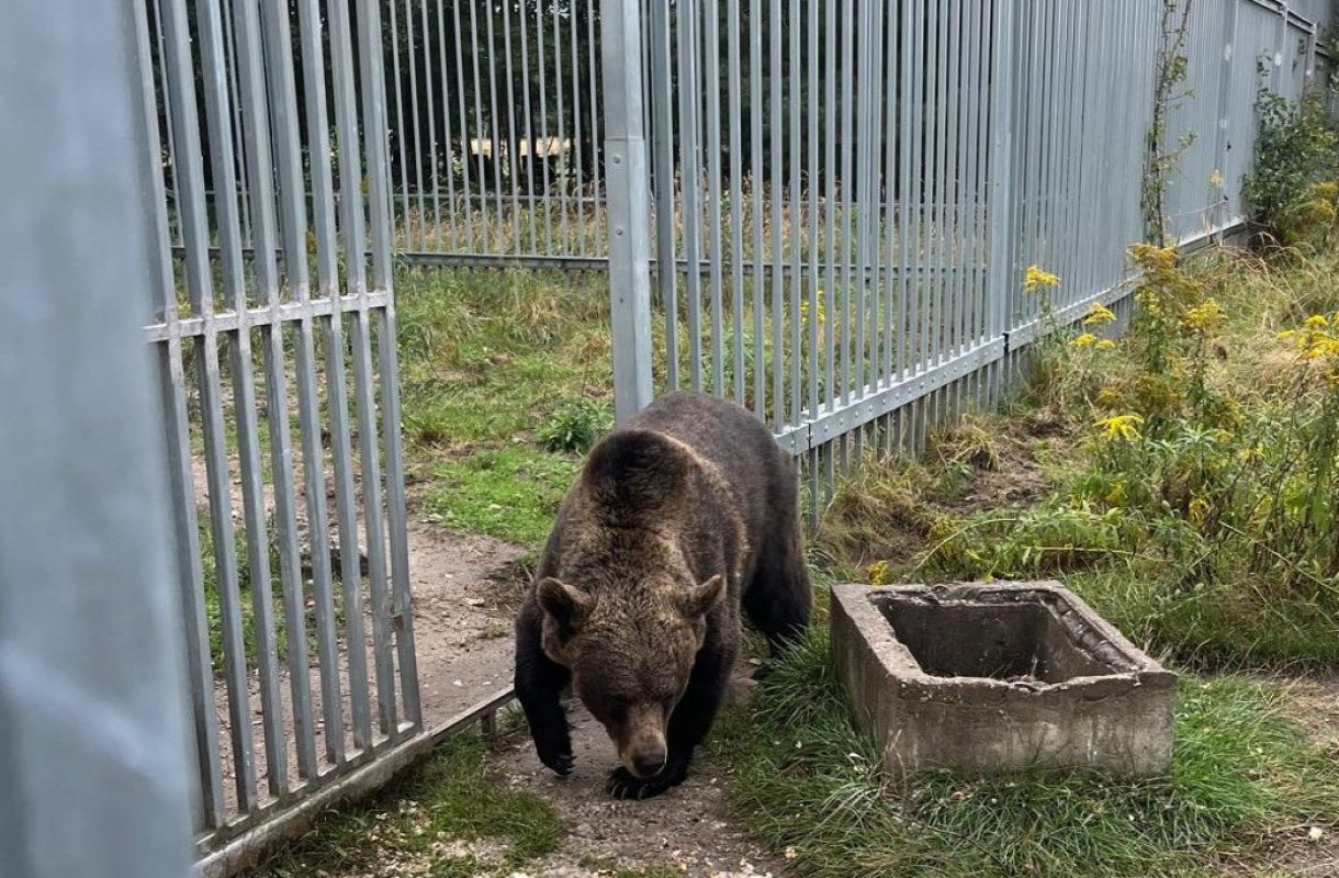 Tyle pędził w terenie zabudowanym. "Mam dobry samochód, to jadę"