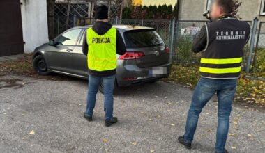 Polskie łosie wędrują do Niemiec. "Można skończyć w szpitalu"