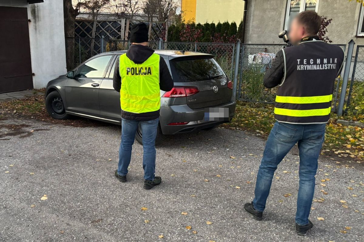 Polskie łosie wędrują do Niemiec. "Można skończyć w szpitalu"