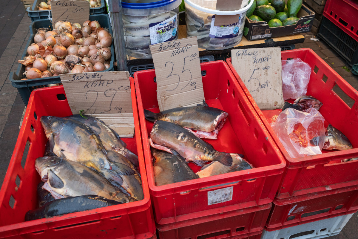 cena karpia 2023 cena karpia 2023