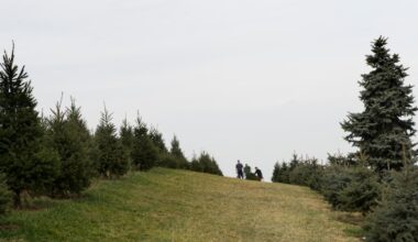 W listopadzie szturmują plantacje choinek