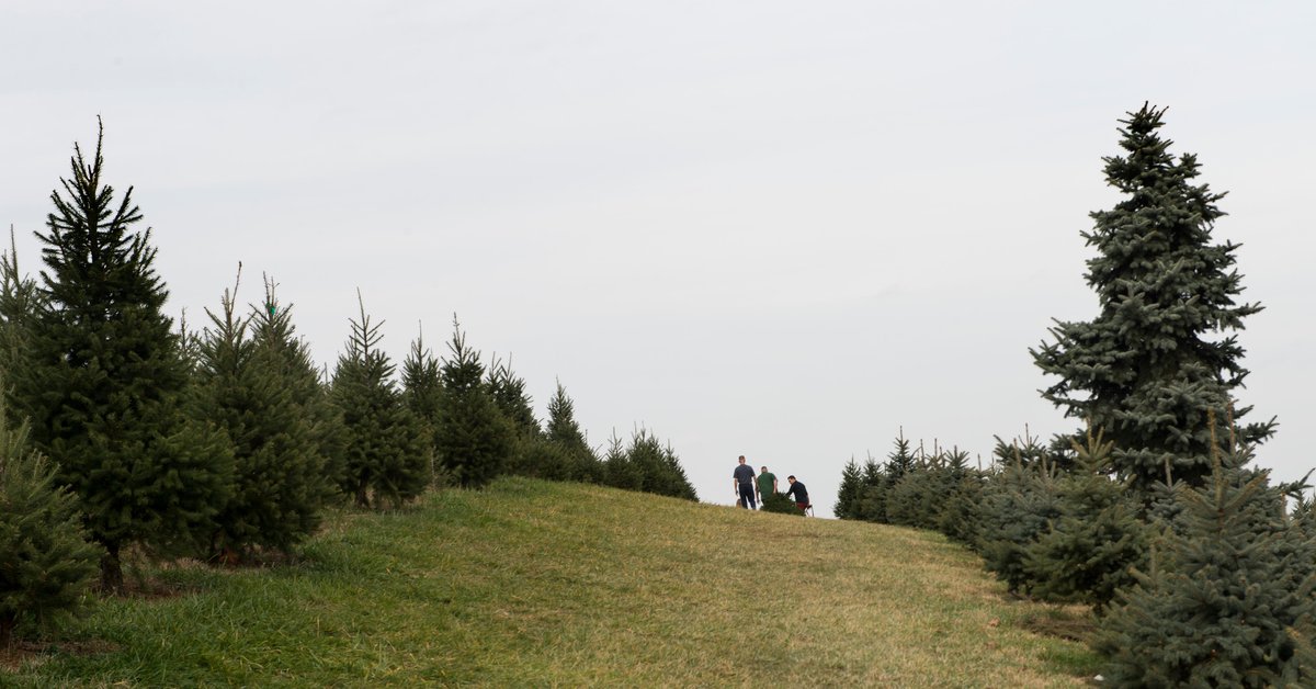 W listopadzie szturmują plantacje choinek