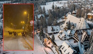 Zobaczł je na drodze i chwycił za telefon. "Zakopiańskie safari"