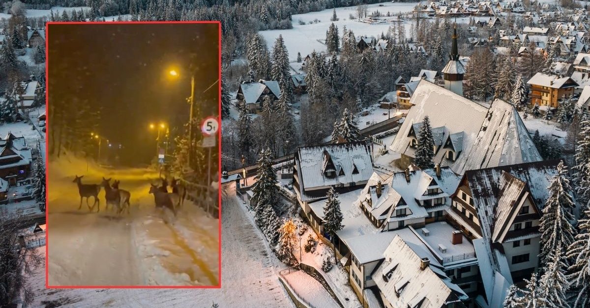 Zobaczł je na drodze i chwycił za telefon. "Zakopiańskie safari"