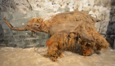 RNA w wiecznej zmarzlinie. Nowy rozdział badań prehistorycznych zwierząt