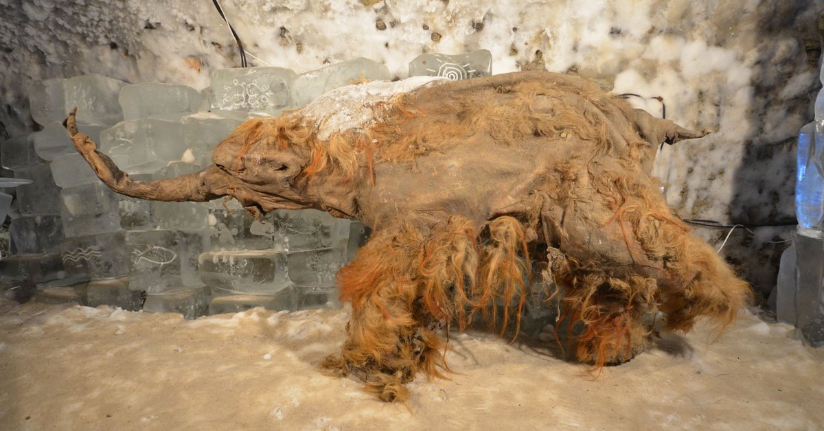 RNA w wiecznej zmarzlinie. Nowy rozdział badań prehistorycznych zwierząt