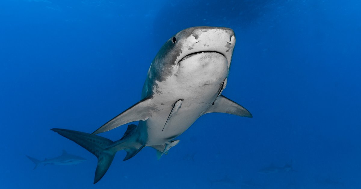 Atak rekina na australijskiej plaży. Zginęła 20-letnia kobieta - Onet