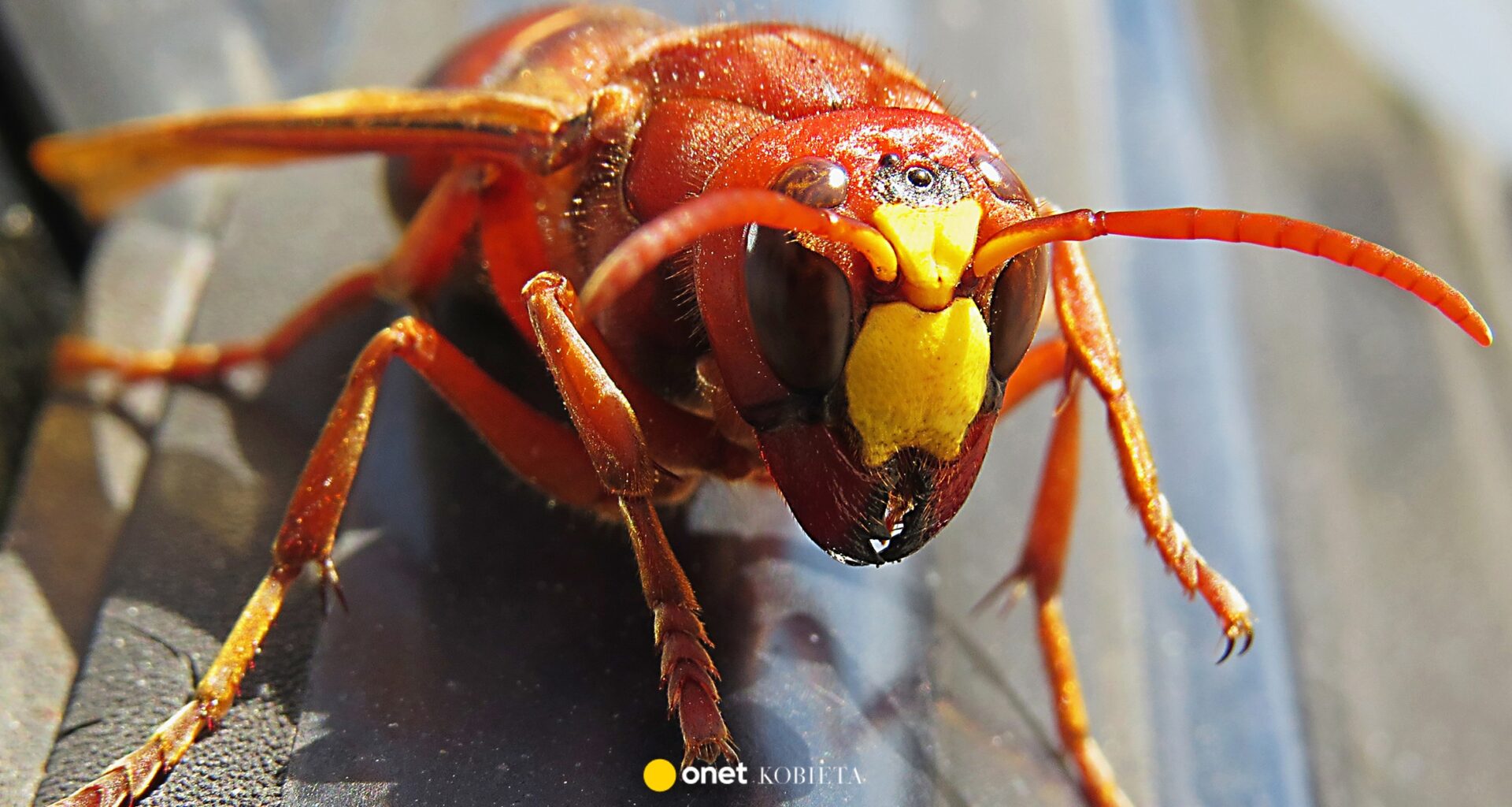"Mordercze szerszenie" zaatakowały ojca i syna. "Ponad 100 użądleń"