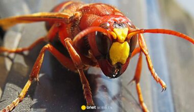 "Mordercze szerszenie" zaatakowały ojca i syna. "Ponad 100 użądleń"