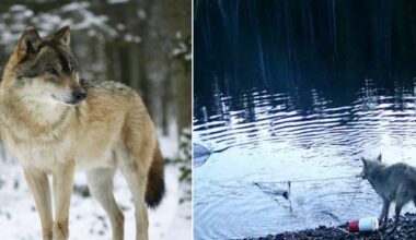 Wilki zaskoczyły naukowców. Sfilmowano niezwykłe zachowanie