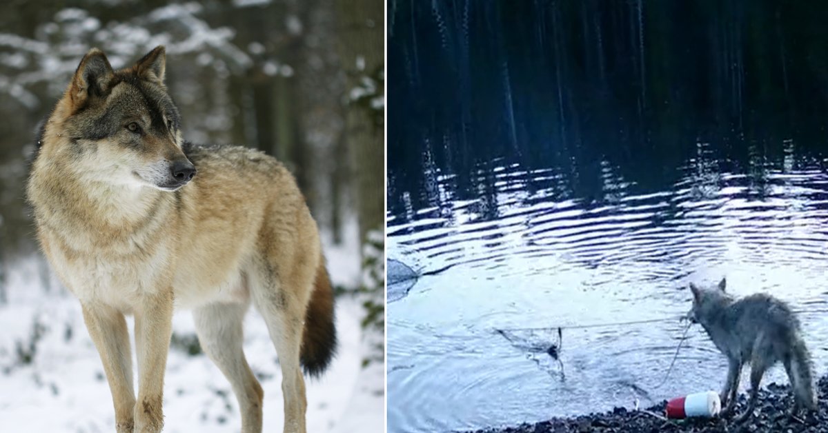 Wilki zaskoczyły naukowców. Sfilmowano niezwykłe zachowanie