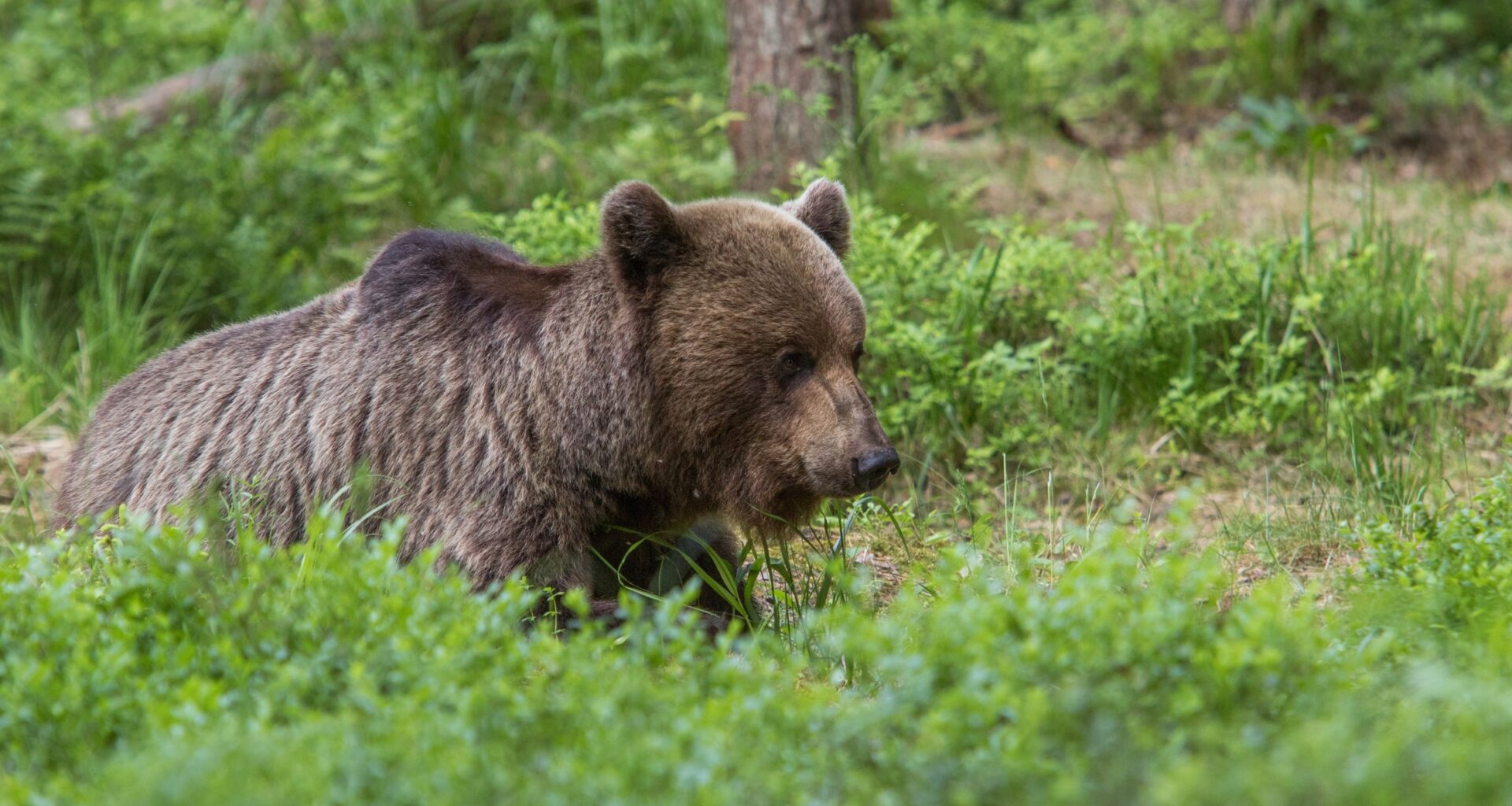 Niedźwiedź rozszarpał w kurniku 52 kury