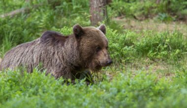 Niedźwiedź rozszarpał w kurniku 52 kury
