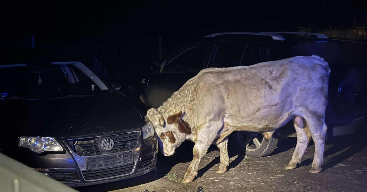 Akcja strażaków: poturbowany gospodarz, zniszczone auta i pogoń za bykami