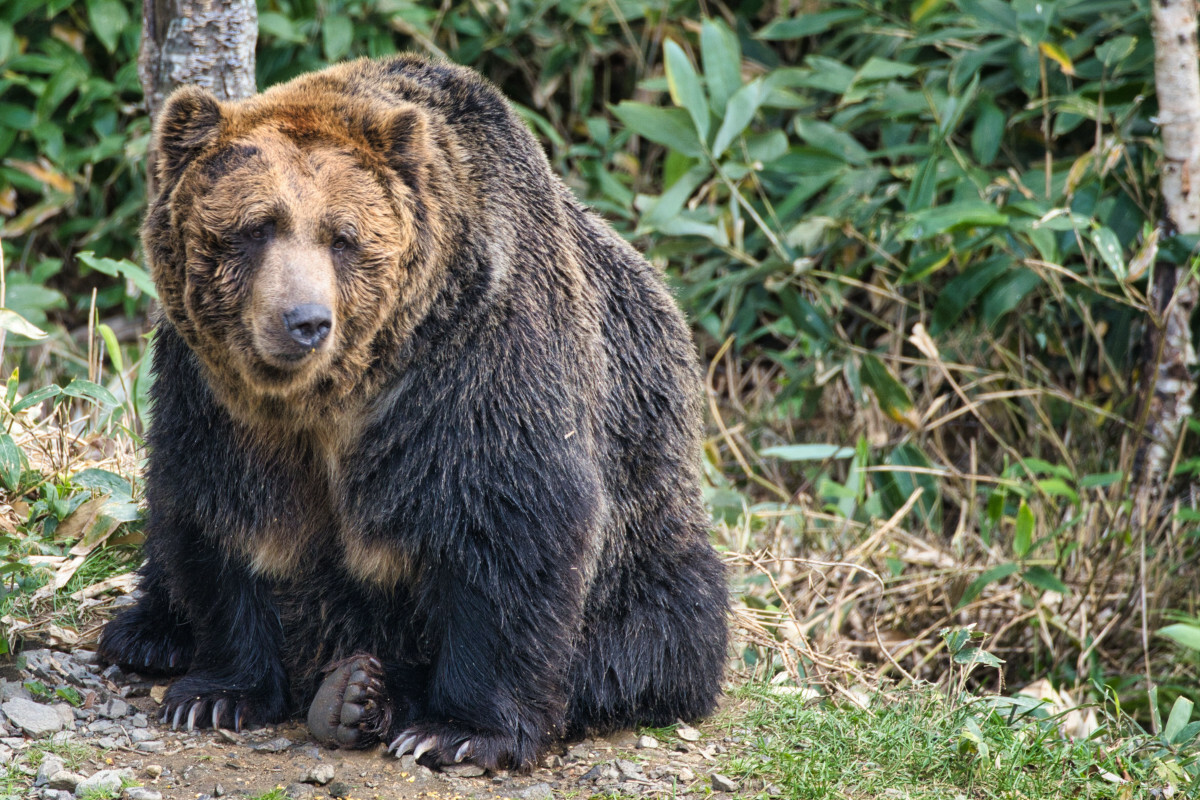 niedźwiedź w Japonii niedźwiedź w Japonii