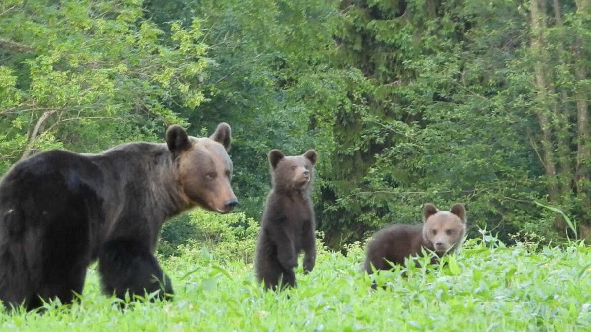 niedźwiedzie w Bieszczadach niedźwiedzie w Bieszczadach