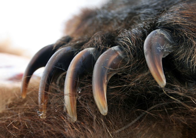 pazury niedźwiedzia pazury niedźwiedzia