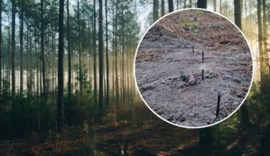 Zaostrzone metalowe wkręty wystające z ziemi na leśnej drodze, tworzące niebezpieczną pułapkę.