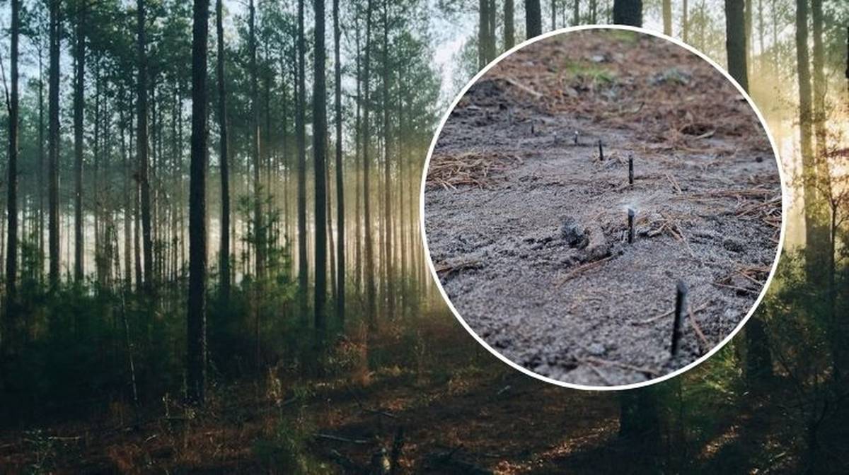Zaostrzone metalowe wkręty wystające z ziemi na leśnej drodze, tworzące niebezpieczną pułapkę.