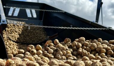 Rolnicy na Ukrainie nie mają jak przechować ziemniaków i marchwi. A co z cenami?
