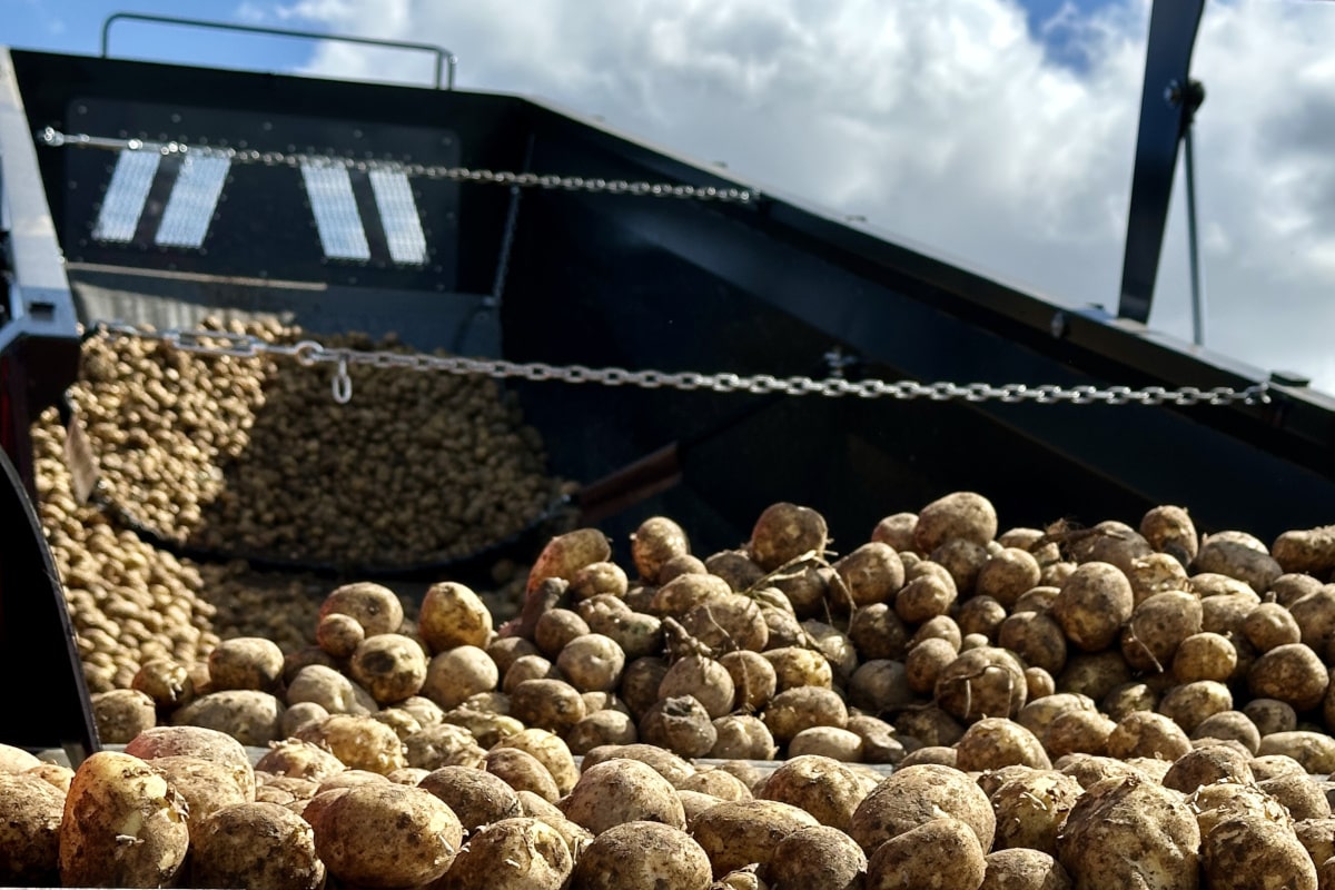Rolnicy na Ukrainie nie mają jak przechować ziemniaków i marchwi. A co z cenami?