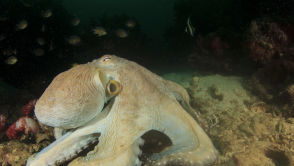 Kolor, który potrafi zniknąć. W końcu udało się tego dokonać