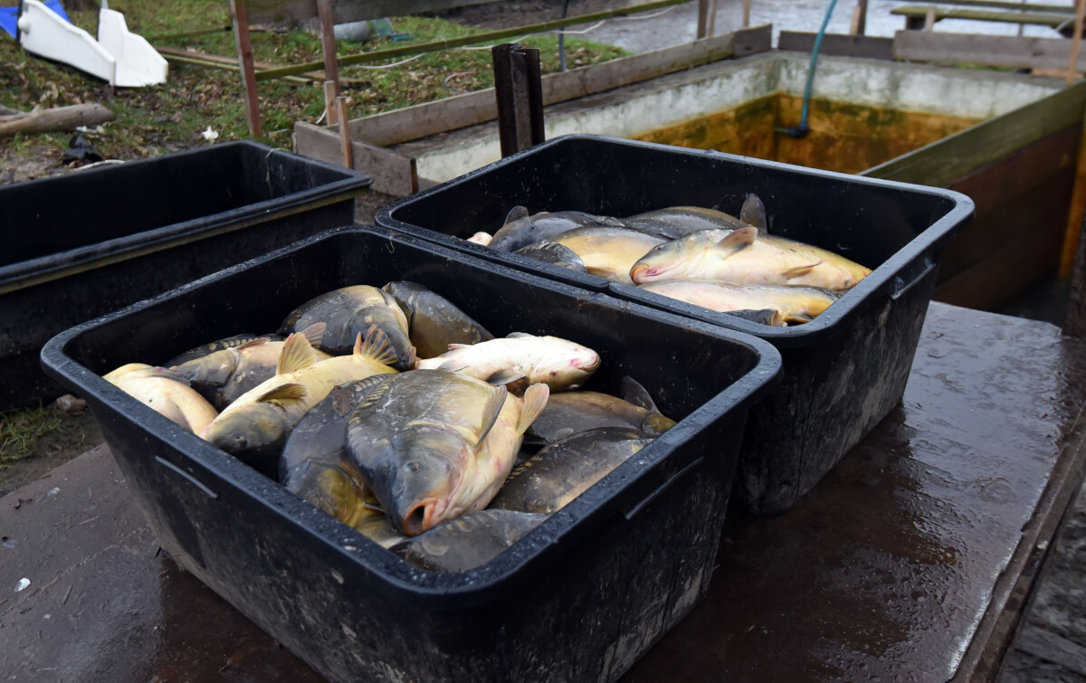 sprzedaż karpia i ceny sprzedaż karpia i ceny