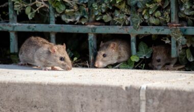 Polskie miasto walczy z plagą szczurów. Jest nawet "szczurza ulica"