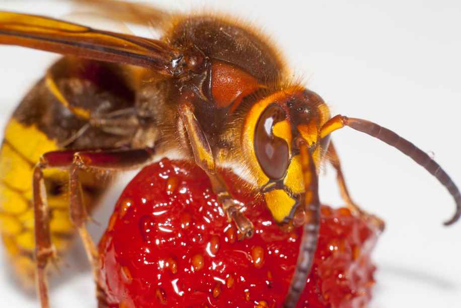 szerszeń azjatycki olbrzymi szerszeń azjatycki olbrzymi