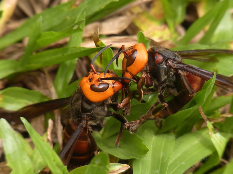 szerszenie azjatyckie vespa mandarinia szerszenie azjatyckie vespa mandarinia