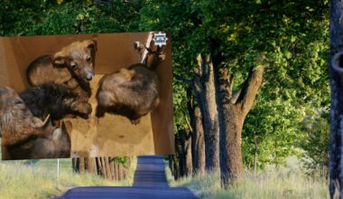 Usłyszał dźwięki z kartonu. Zabrał go do domu i zadzwonił na policję - Onet