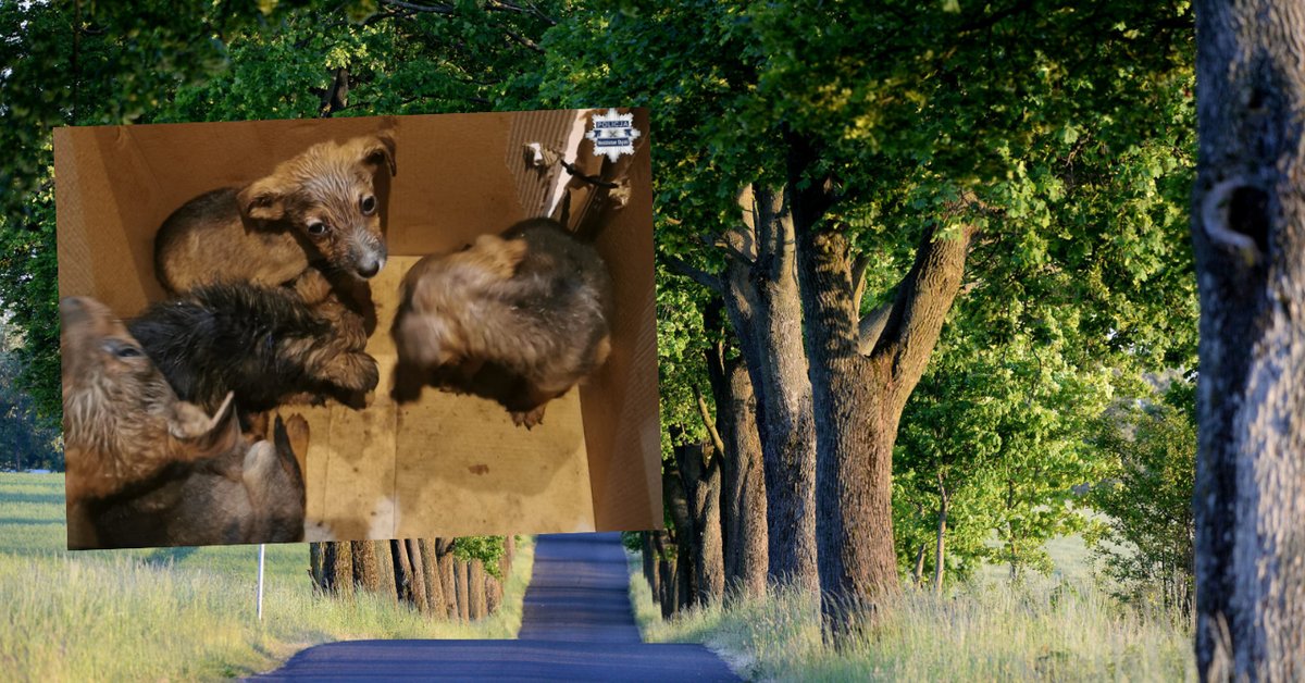 Usłyszał dźwięki z kartonu. Zabrał go do domu i zadzwonił na policję - Onet