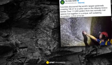 Zdumiewające odkrycie w jaskini. W pajęczynie żyje ponad 100 tys. pająków