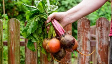 Botwina i szpinak powinny zajmować ważne miejsce w diecie seniora