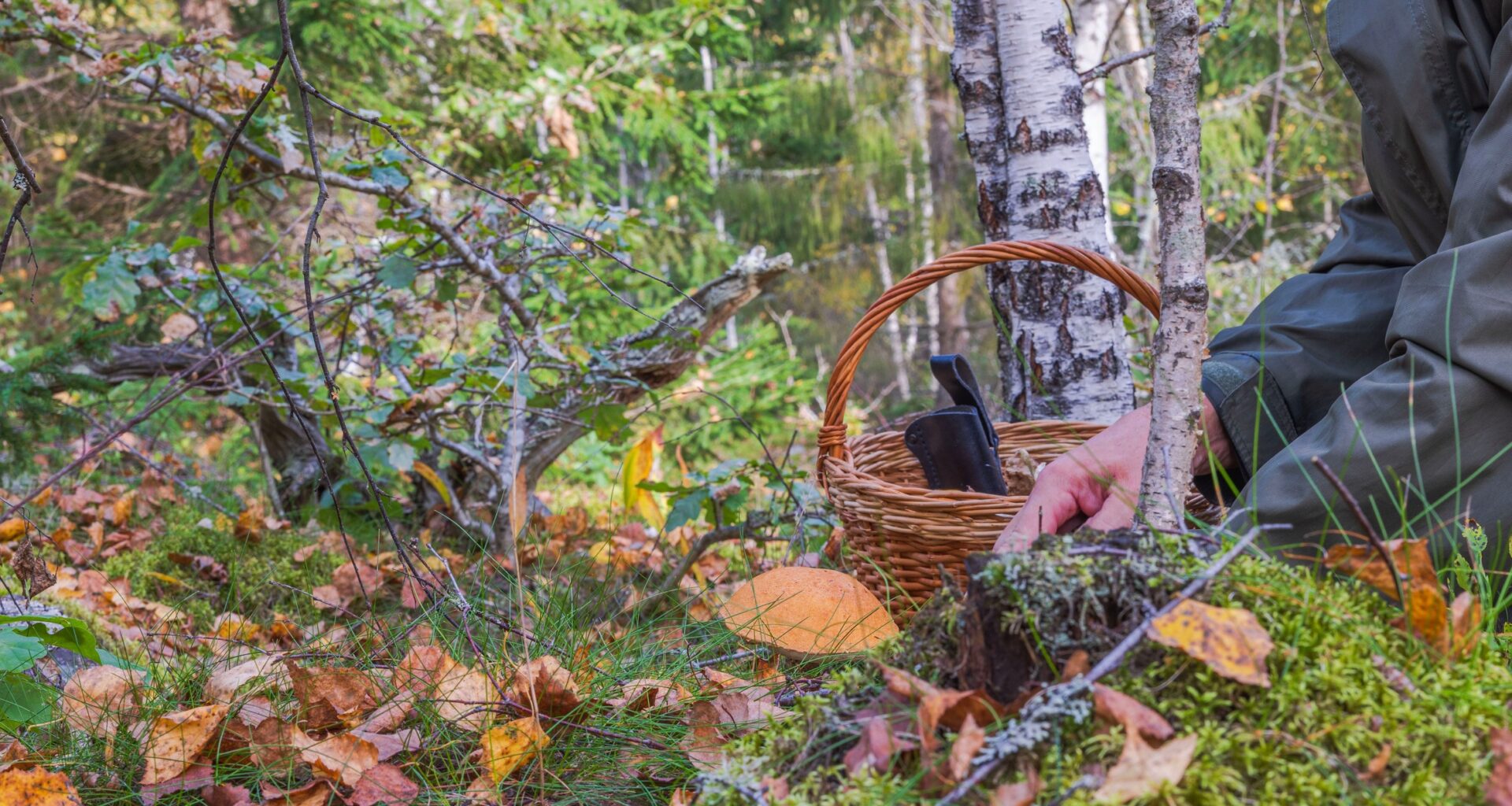 Grzybiarze znaleźli dwa psy przywiązane do drzewa, jeden był martwy (zdjęcie ilustracyjne)