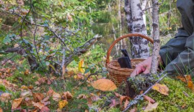 Grzybiarze znaleźli dwa psy przywiązane do drzewa, jeden był martwy (zdjęcie ilustracyjne)