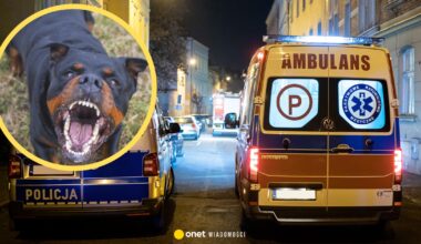 Agresywny pies zaatakował kobietę z dzieckiem w wózku. "Traciła dużo krwi"