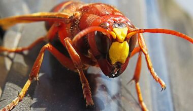 Tragedia podczas rodzinnych wakacji. Ojciec i syn zmarli po ataku szerszeni