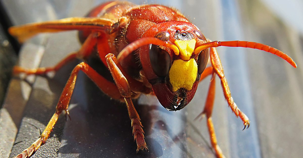 Tragedia podczas rodzinnych wakacji. Ojciec i syn zmarli po ataku szerszeni