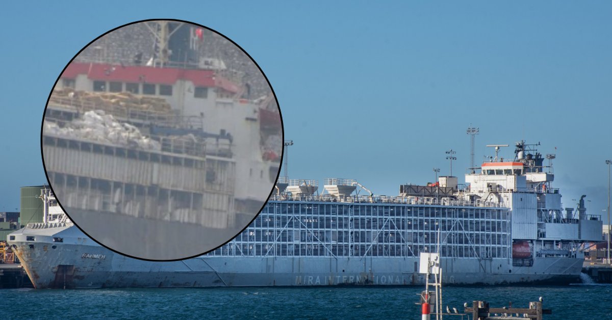 Statek z tysiącami krów utknął na otwartym morzu. Warunki "katastrofalne"