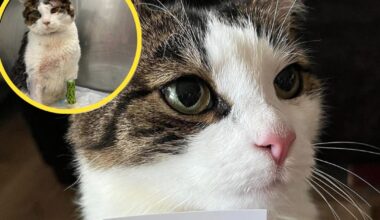 Zapadł wyrok w sprawie skatowanego kota Pandka. KTOZ zapowiada sprzeciw