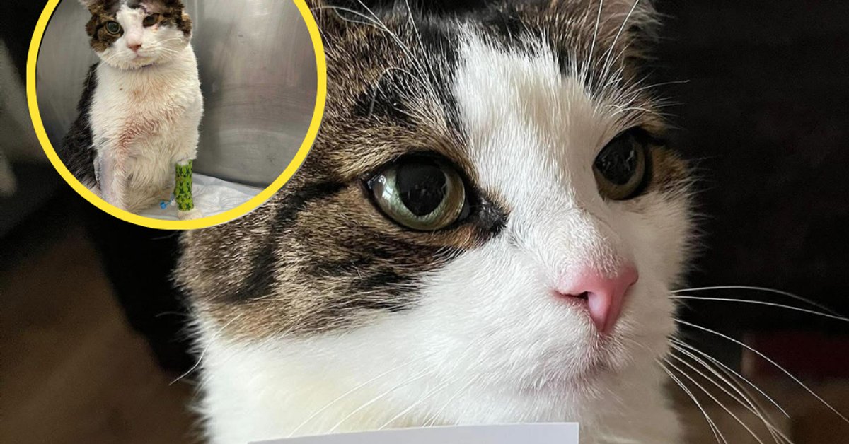 Zapadł wyrok w sprawie skatowanego kota Pandka. KTOZ zapowiada sprzeciw