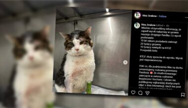 Odciął kotu język, bo zjadł mu kawałek boczku. Zapadł wyrok ws. 57-latka