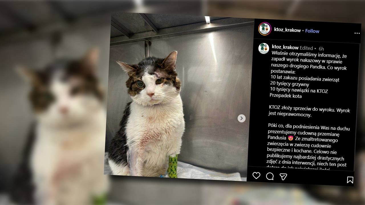 Odciął kotu język, bo zjadł mu kawałek boczku. Zapadł wyrok ws. 57-latka