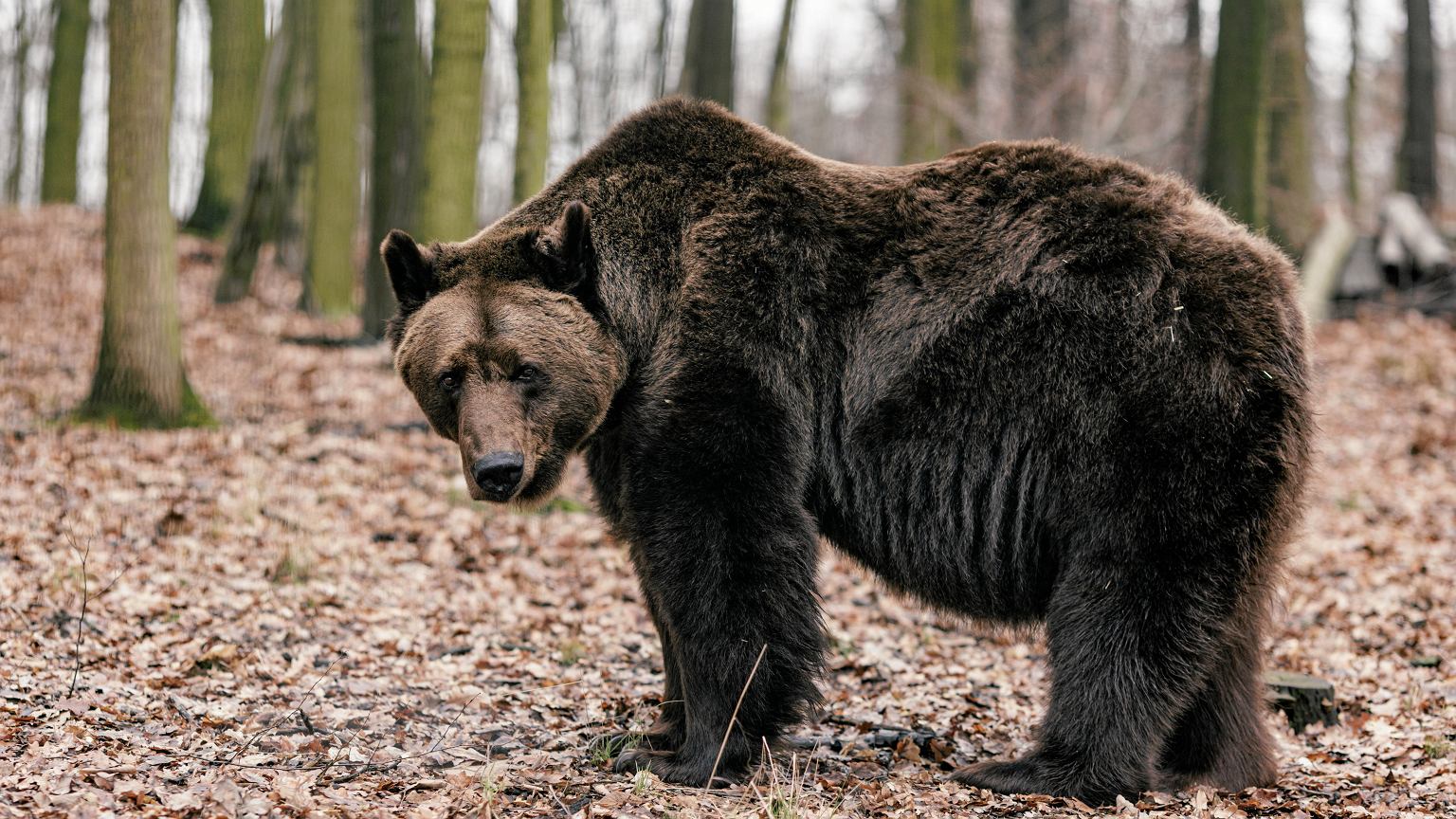Niedźwiedzica w ogródku w Częstochowie. Mężczyzna miał ją przetrzymywać przez rok