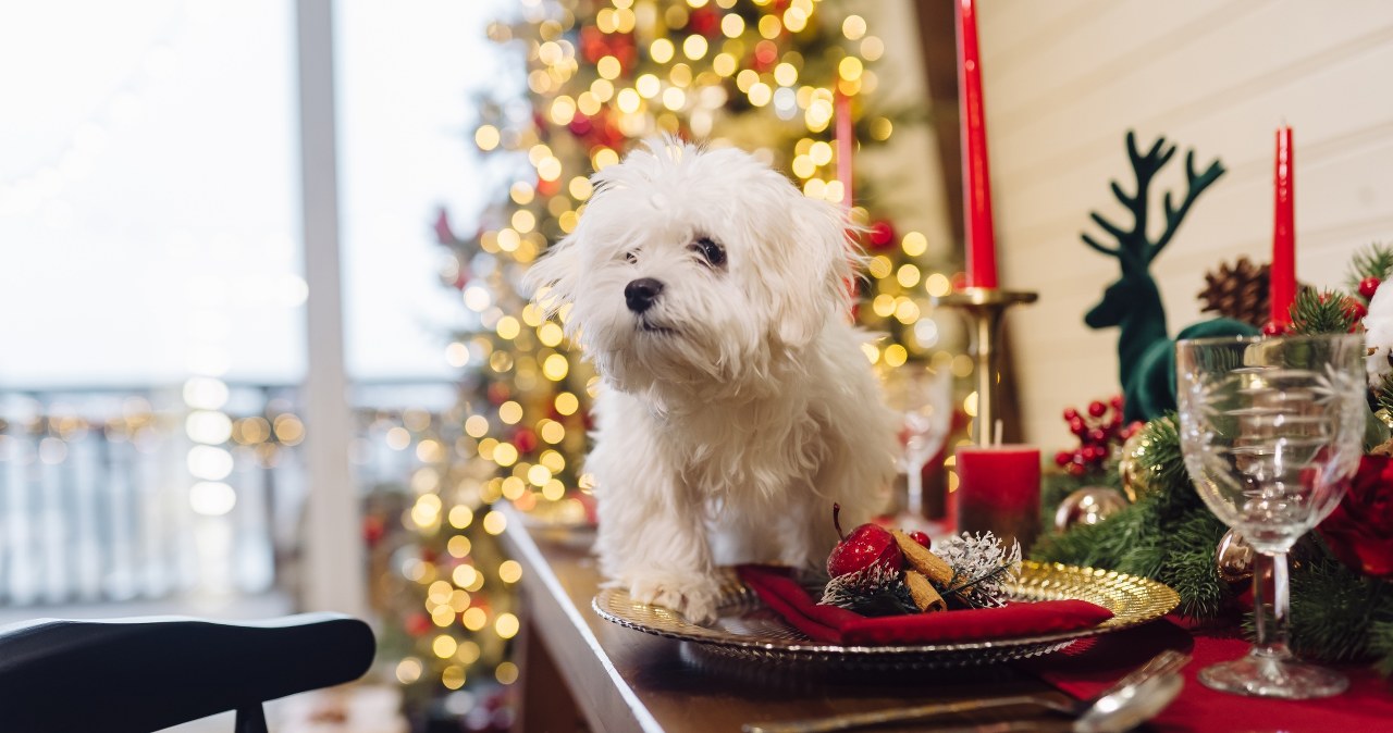 Przejdź na stronę główną INTERIA.PL