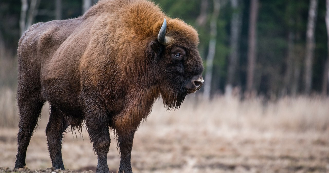 Przejdź na stronę główną INTERIA.PL