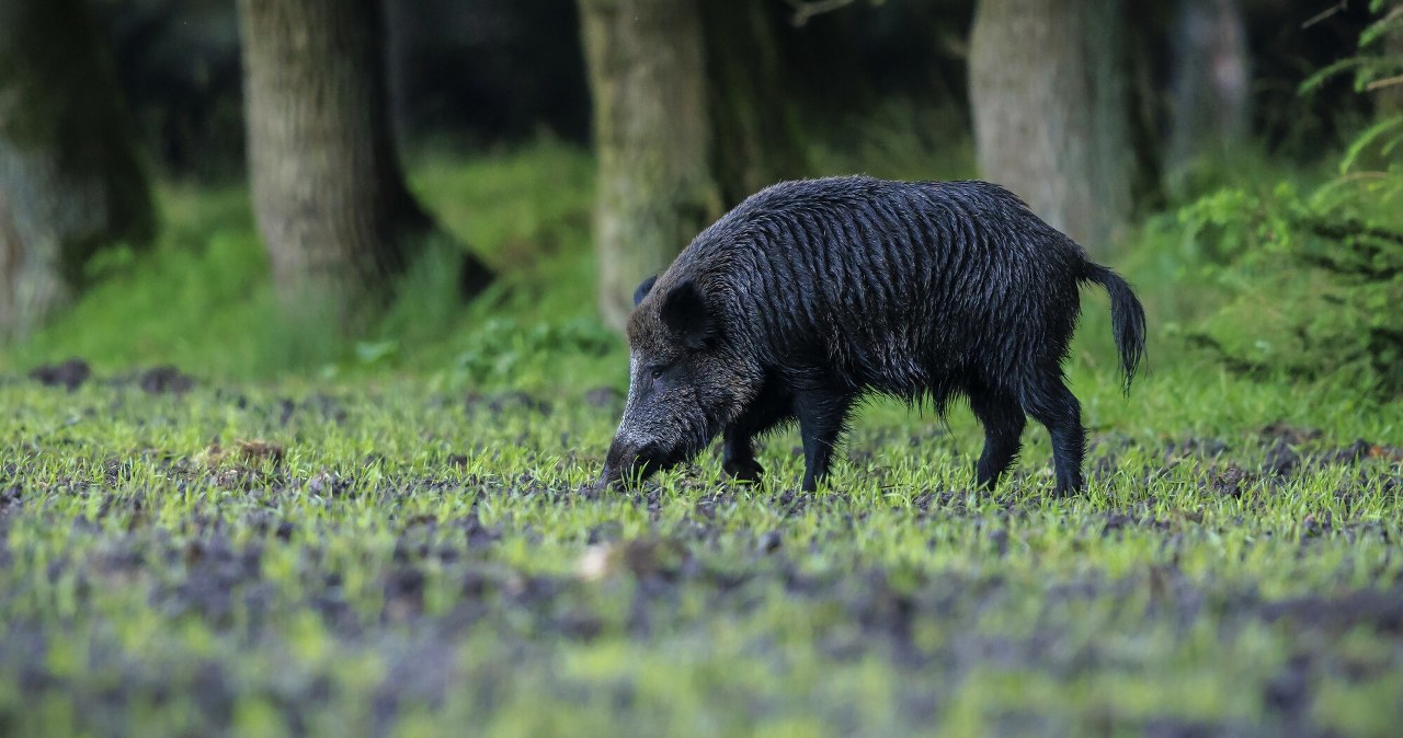 Przejdź na stronę główną INTERIA.PL