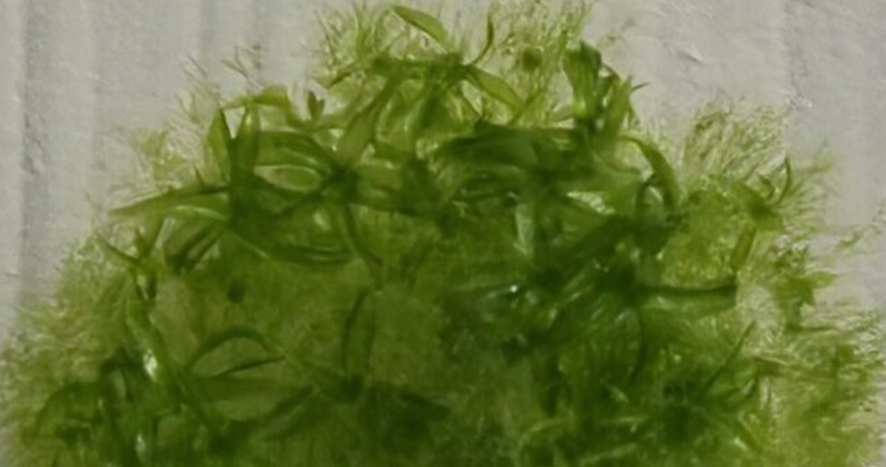 Muzyka podczas operacji poprawia wyniki zabiegi i przyspiesza rekonwalescencję